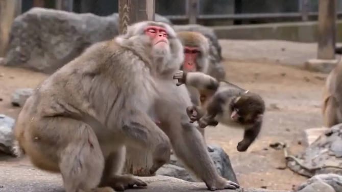 ತನಗೆ ಕಾಟ ಕೊಟ್ಟವರಿಗೆ ಪಂಚ್ ಕೊಡ್ತಾ ಈ ಮರಿ ಕೋತಿ ‘ಪಂಚ್’?