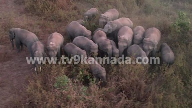 ಚಿಕ್ಕಮಗಳೂರು: ಹಿಂಡು ಹಿಂಡಾಗಿ ನಾಡಿಗೆ ಲಗ್ಗೆ ಇಟ್ಟ ‘ಬೀಟಮ್ಮ’ ಗ್ಯಾಂಗ್!