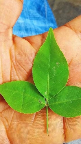 ಒಂದು ಬಿಲ್ವಪತ್ರೆ ಎಲೆಯ ಬೆಲೆ 180ರೂ. ; ವಿಡಿಯೋ ವೈರಲ್​​