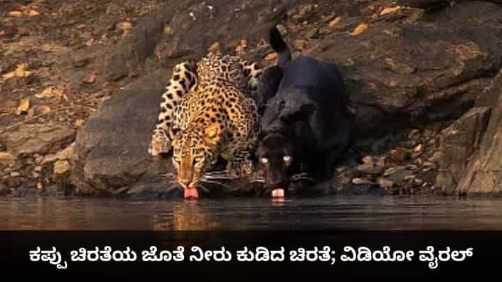 ಕಪ್ಪು ಚಿರತೆಯ ಜೊತೆ ನದಿಯ ನೀರು ಕುಡಿದ ಚಿರತೆ; ಭದ್ರಾ ಹುಲಿ ಅಭಯಾರಣ್ಯದ ವಿಡಿಯೋ ವೈರಲ್ ಕಪ್ಪು ಚಿರತೆಯ ಜೊತೆ ನದಿಯ ನೀರು ಕುಡಿದ ಚಿರತೆ; ಭದ್ರಾ ಹುಲಿ ಅಭಯಾರಣ್ಯದ ವಿಡಿಯೋ ವೈರಲ್