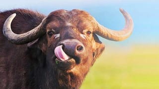 ಊರಿಗೆಲ್ಲ ಊಟ ಹಾಕಿಸಿ ಮಗನಂತಿರುವ ಕೋಣದ ಹುಟ್ಟು ಹಬ್ಬವನ್ನು ಅದ್ಧೂರಿಯಾಗಿ ಆಚರಿಸಿದ ರೈತ