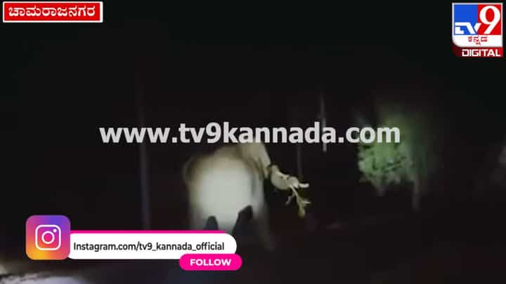 ಕಟಾವಿಗೆ ಬಂದಿದ್ದ ಬೆಳೆ ತಿಂದು ತೇಗಿದ ಒಂಟಿ ಸಲಗ: ಆನೆ ಓಡಿಸಲು ರೈತರ ಹರಸಾಹಸ ಕಟಾವಿಗೆ ಬಂದಿದ್ದ ಬೆಳೆ ತಿಂದು ತೇಗಿದ ಒಂಟಿ ಸಲಗ: ಆನೆ ಓಡಿಸಲು ರೈತರ ಹರಸಾಹಸ