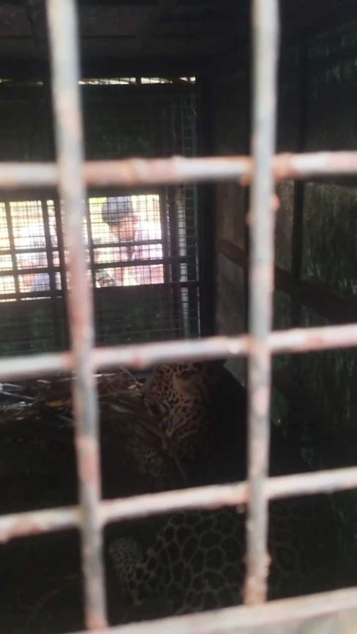 ಕೊನೆಗೂ ಬಲೆಗೆ ಬಿತ್ತು ಕ್ಯಾಪ್ಚರ್ ಆದ ಚಾಲಾಕಿ ಚಿರತೆ !