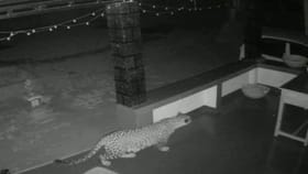 ಮನೆ ಜಗುಲಿಯಲ್ಲಿದ್ದ ನಾಯಿಯ ಹೊತ್ತೊಯ್ದ ಚಿರತೆ: ವಿಡಿಯೋ ವೈರಲ್