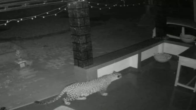 ಮನೆ ಜಗುಲಿಯಲ್ಲಿದ್ದ ನಾಯಿಯ ಹೊತ್ತೊಯ್ದ ಚಿರತೆ: ವಿಡಿಯೋ ವೈರಲ್