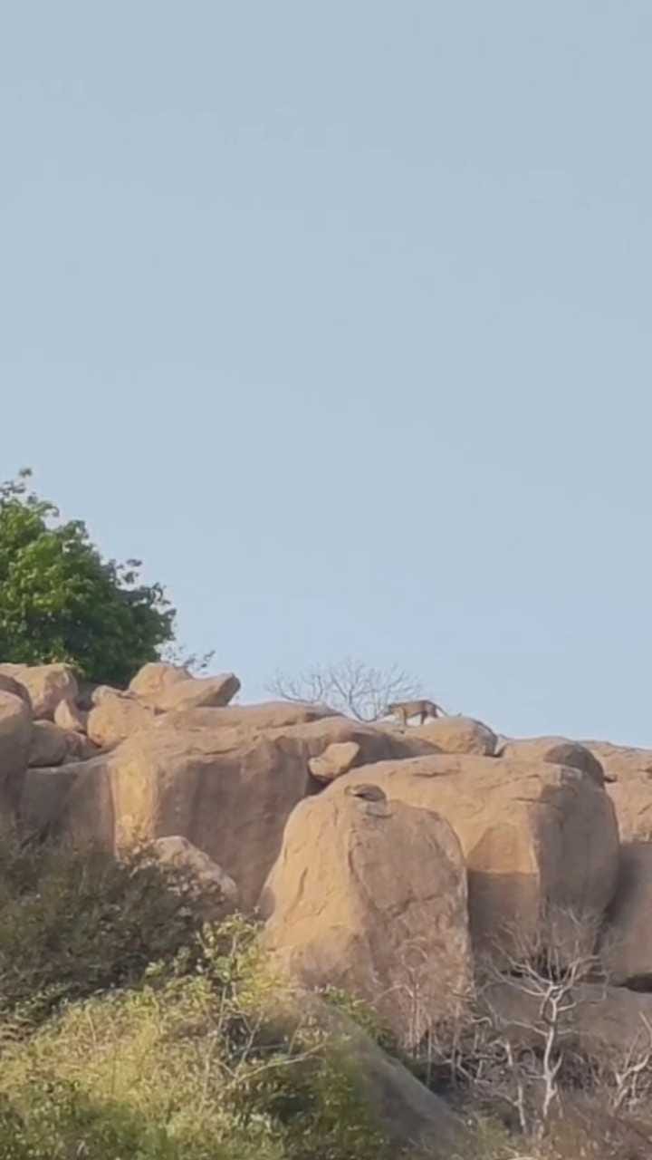 ಕೊಪ್ಪಳದಲ್ಲಿ ಶುರುವಾಯ್ತು ಚಿರತೆ ಭೀತಿ!