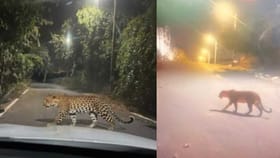 ಚಿರತೆ ಭಯಕ್ಕೆ ಮನೆಯಿಂದ ಹೊರ ಬರಲೂ ಹೆದರುತ್ತಿದ್ದಾರೆ ಬೆಂಗಳೂರಿನ ಈ ಭಾಗದ ಜನ