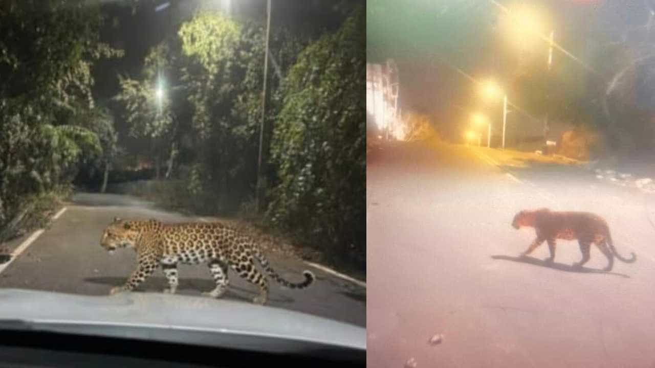 ಚಿರತೆ ಭಯಕ್ಕೆ ಮನೆಯಿಂದ ಹೊರ ಬರಲೂ ಹೆದರುತ್ತಿದ್ದಾರೆ ಬೆಂಗಳೂರಿನ ಈ ಭಾಗದ ಜನರು! ಚಿರತೆ ಭಯಕ್ಕೆ ಮನೆಯಿಂದ ಹೊರ ಬರಲೂ ಹೆದರುತ್ತಿದ್ದಾರೆ ಬೆಂಗಳೂರಿನ ಈ ಭಾಗದ ಜನರು!