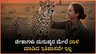ಚೀತಾಗಳು ಮನುಷ್ಯರ ಮೇಲೆ ದಾಳಿ ಮಾಡಿದ ಇತಿಹಾಸವೇ ಇಲ್ಲ: ಯಾಕೆ ಗೊತ್ತಾ?