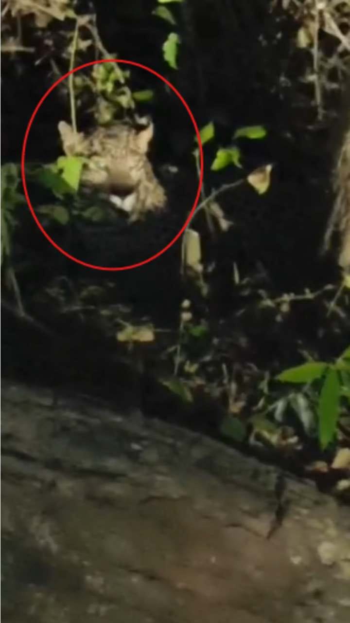 ಮಾದಪ್ಪನ ಬೆಟ್ಟದಲ್ಲಿ ಚಿರತೆ ಪ್ರತ್ಯಕ್ಷ