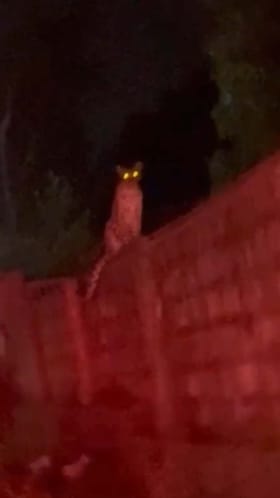 ಕಾಂಪೌಂಡ್ ಏರಿ ಕುಳಿತ ಚಿರತೆ: ದೃಶ್ಯ ಸೆರೆ