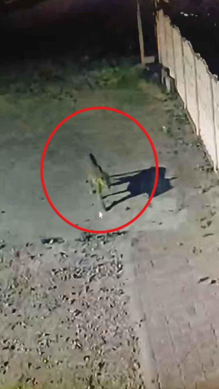 ಚಿಕ್ಕಮಗಳೂರಿನ ಗ್ರಾಮವೊಂದರಲ್ಲಿ ಚಿರತೆ‌ ಸಂಚಾರ