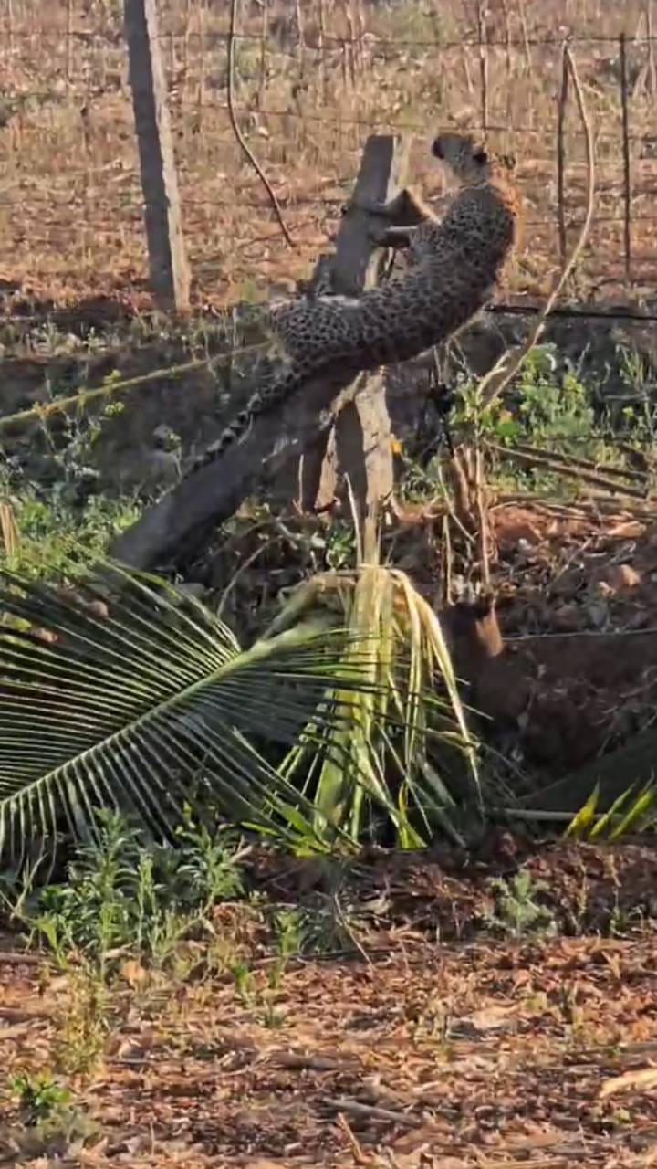 ತಂತಿ ಬೇಲಿಗೆ ಸಿಲುಕಿ ನರಳಾಡಿದ ಹೆಣ್ಣು ಚಿರತೆ
