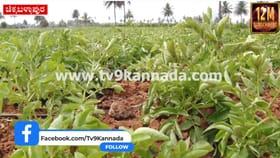 ತರಕಾರಿಯಲ್ಲಿ ರಾಸಾಯನಿಕ ಪತ್ತೆಗೆ ಕಾರಣ ರಿವೀಲ್​​: ಇಲ್ಲಿದೆ ಅಸಲಿ ಸತ್ಯ