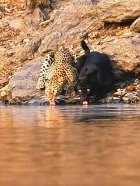 ಚಿರತೆ ಜತೆ ಬ್ಲ್ಯಾಕ್ ಪ್ಯಾಂಥರ್ ರೌಂಡ್ಸ್