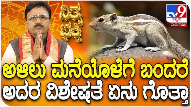 ಅಳಿಲು ಮನೆಯೊಳೆಗೆ ಬಂದರೆ ಅದರ ವಿಶೇಷತೆ ಏನು ಗೊತ್ತಾ?