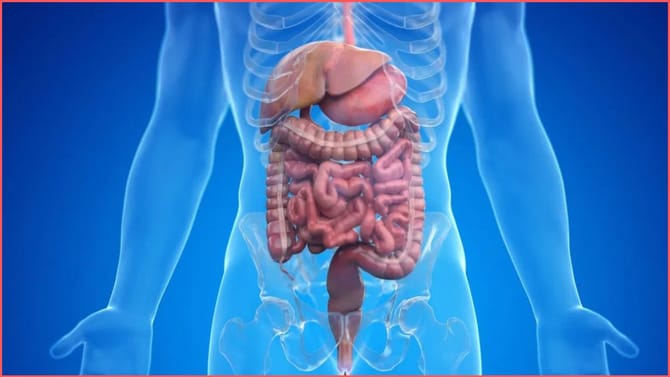 ಆಹಾರ ಸರಿಯಾಗಿ ಜೀರ್ಣವಾಗುತ್ತಿದೆಯೇ ಎಂಬುದನ್ನು ತಿಳಿದುಕೊಳ್ಳುವುದು ಹೇಗೆ?