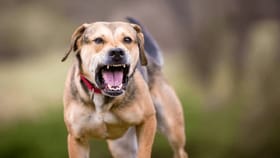 ಜೈಪುರ ವಿಮಾನ ನಿಲ್ದಾಣದಲ್ಲಿ ಮಹಿಳಾ ಪ್ರಯಾಣಿಕರ ಮೇಲೆ ನಾಯಿ ದಾಳಿ