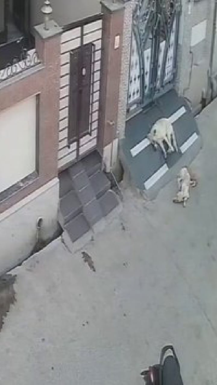 ದಿನಾ ಊಟ ಹಾಕಿದರೂ ತಪ್ಪಲಿಲ್ಲ ಬೀದಿನಾಯಿಗಳ ಕಾಟ!