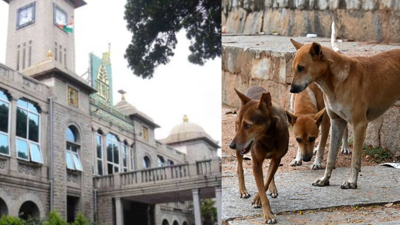 ಬೆಂಗಳೂರಿನಲ್ಲಿ ಕ್ರೂರ ಸ್ವಭಾವದ ನಾಯಿಗಳ ಸೆರೆಗೆ ಮುಂದಾದ ಜಿಬಿಎ: ಶೆಲ್ಟರ್ ನಿರ್ಮಾಣಕ್ಕೆ ಜಾಗ ಹುಡುಕಾಟ ಬೆಂಗಳೂರಿನಲ್ಲಿ ಕ್ರೂರ ಸ್ವಭಾವದ ನಾಯಿಗಳ ಸೆರೆಗೆ ಮುಂದಾದ ಜಿಬಿಎ: ಶೆಲ್ಟರ್ ನಿರ್ಮಾಣಕ್ಕೆ ಜಾಗ ಹುಡುಕಾಟ