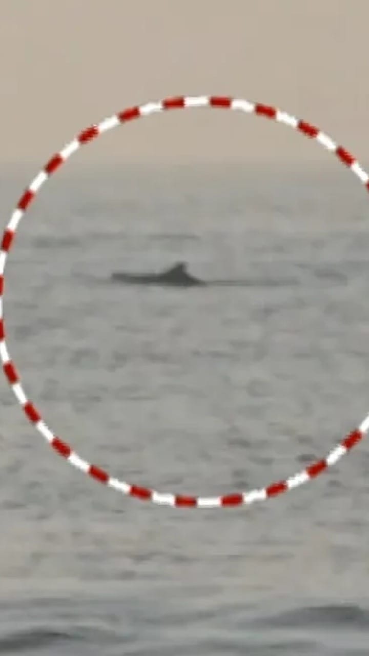 ಪುರಿ ಸಮುದ್ರದಲ್ಲಿ ಕಾಣಿಸಿಕೊಂಡ ಡಾಲ್ಫಿನ್; ಪ್ರವಾಸಿಗರಿಗೆ ಅಚ್ಚರಿ