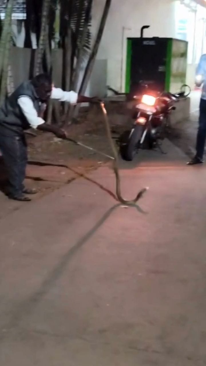 ದೇಗುಲಗಳಲ್ಲಿ ಹಾವು ಪ್ರತ್ಯಕ್ಷ: ಸ್ಥಳೀಯರು ಕಂಗಾಲು