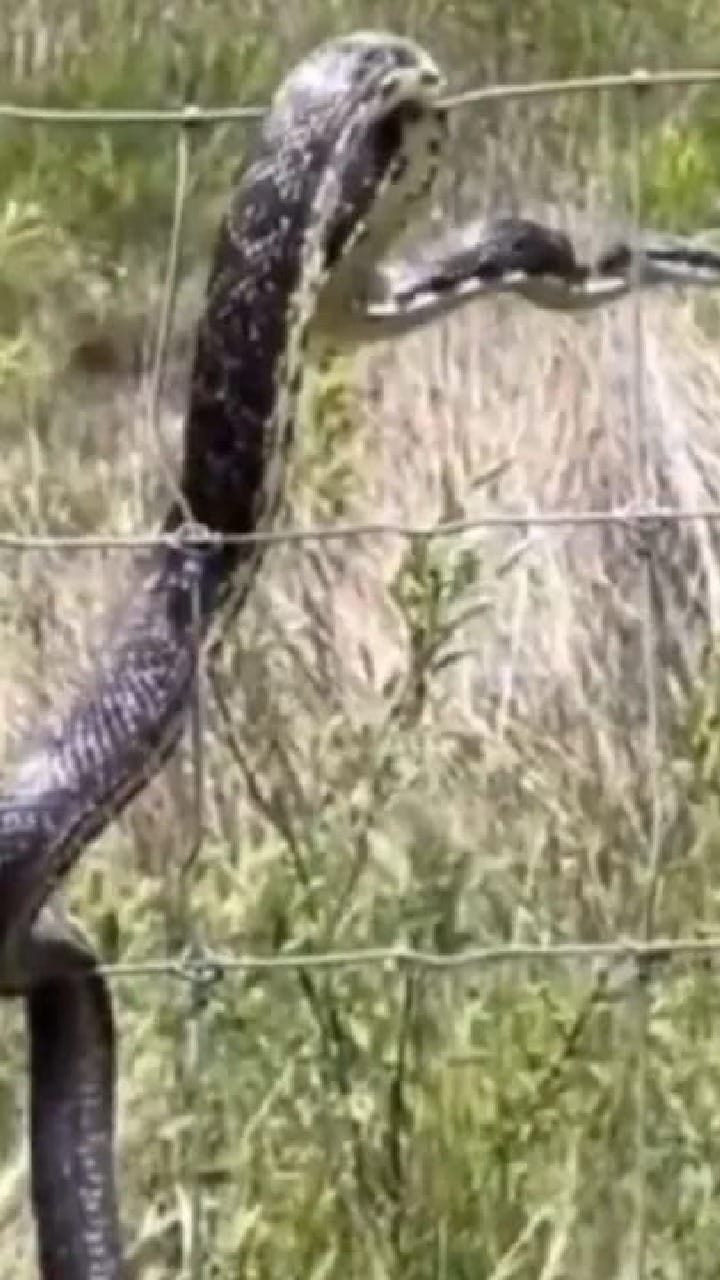 ಕರೆಂಟ್​​ ಶಾಕ್​ಗೂ ಹೆದರದ ಹಾವಿನ ಅವಸ್ಥೆ ನೋಡಿ!