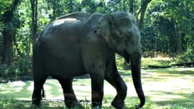 ಚಿಕ್ಕಮಗಳೂರಿನಲ್ಲಿ ಕಾಡಾನೆ ದಾಳಿಗೆ ಕಾಫಿ ತೋಟದ ಕಾರ್ಮಿಕ ಸಾವು!