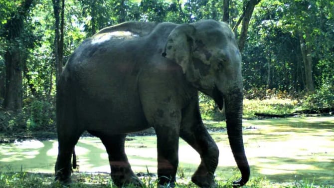 ಚಿಕ್ಕಮಗಳೂರಿನಲ್ಲಿ ಕಾಡಾನೆ ದಾಳಿಗೆ ಕಾಫಿ ತೋಟದ ಕಾರ್ಮಿಕ ಸಾವು!