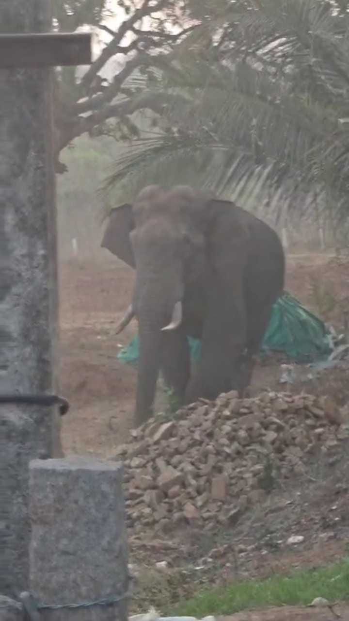ಬೆಳ್ಳಂ ಬೆಳಗ್ಗೆ ಕಾಡಿನಿಂದ ನಾಡಿಗೆ ಎಂಟ್ರಿ ಕೊಟ್ಟ ಆನೆ