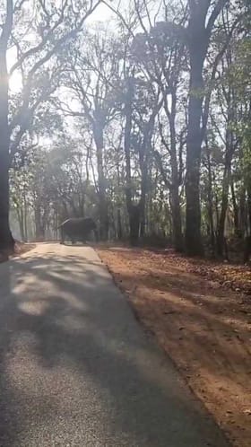 ಮಲೆನಾಡಲ್ಲಿ ಮುಂದುವರೆದ ಕಾಡಾನೆ ಭೀತಿ!