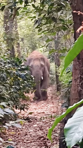 ಕಾಫಿ ತೋಟದಲ್ಲಿ ಕಾಡಾನೆ ಬಿಂದಾಸ್ ರೌಂಡ್ಸ್