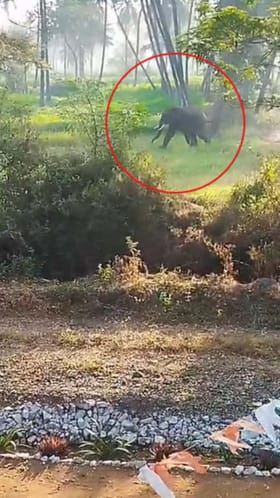 ಕಾಡಿನಿಂದ ನಾಡಿಗೆ ಬಂದ ಒಂಟಿ ಸಲಗ: ಅಡ್ಡಾದಿಡ್ಡಿ ಓಡಾಟ