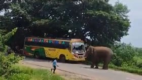ಬಸ್ ಮೇಲೆ ಏಕಾಏಕಿ ದಾಳಿ ಮಾಡಿದ ಆನೆ
