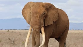 ಚಿಕ್ಕಮಗಳೂರಿನಲ್ಲಿ ಕಾಡಾನೆ ದಾಳಿಗೆ ಕಾಫಿ ತೋಟದ ಕಾರ್ಮಿಕ ಸಾವು!