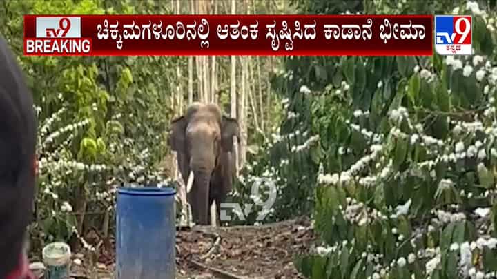 ಗೋಣಿಬೀಡು ಬಳಿ ಕಾಫಿತೋಟದಲ್ಲಿ ಬೀಡುಬಿಟ್ಟ ಕಾಡಾನೆ ಭೀಮ ಗೋಣಿಬೀಡು ಬಳಿ ಕಾಫಿತೋಟದಲ್ಲಿ ಬೀಡುಬಿಟ್ಟ ಕಾಡಾನೆ ಭೀಮ
