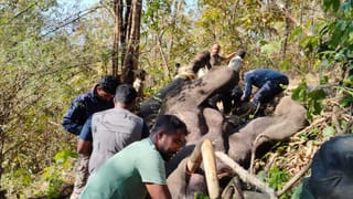 ಚಿಕ್ಕಮಗಳೂರಿನಲ್ಲಿ ಕಾಡಾನೆ ದಾಳಿಗೆ ಮತ್ತೊಂದು ಬಲಿ! ಕೊನೆಗೂ ಸೆರೆ ಸಿಕ್ತು ಕಿಲ್ಲರ್ ಒಂಟಿ ಸಲಗ