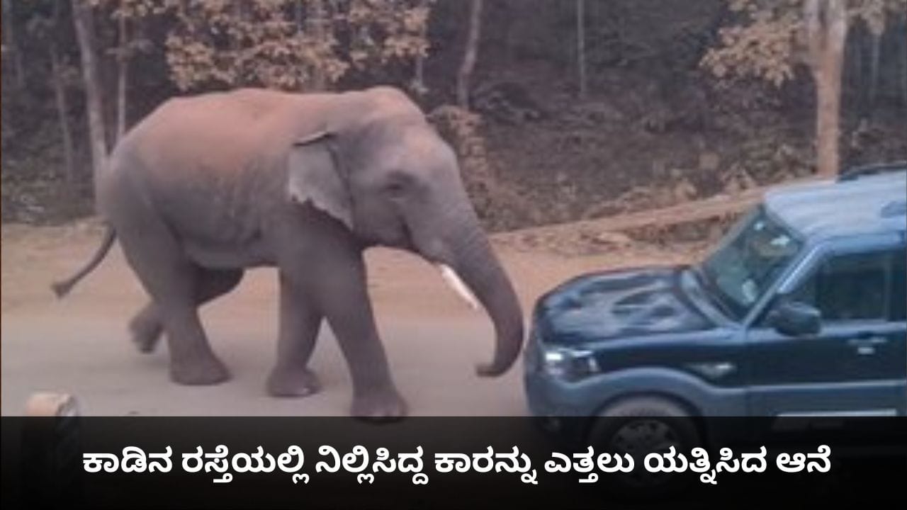 ಇದು ನನ್ನ ಜಾಗ; ಕಾಡಿನ ರಸ್ತೆಯಲ್ಲಿ ನಿಲ್ಲಿಸಿದ್ದ ಕಾರನ್ನು ಎತ್ತಲು ಯತ್ನಿಸಿದ ಆನೆ ಇದು ನನ್ನ ಜಾಗ; ಕಾಡಿನ ರಸ್ತೆಯಲ್ಲಿ ನಿಲ್ಲಿಸಿದ್ದ ಕಾರನ್ನು ಎತ್ತಲು ಯತ್ನಿಸಿದ ಆನೆ