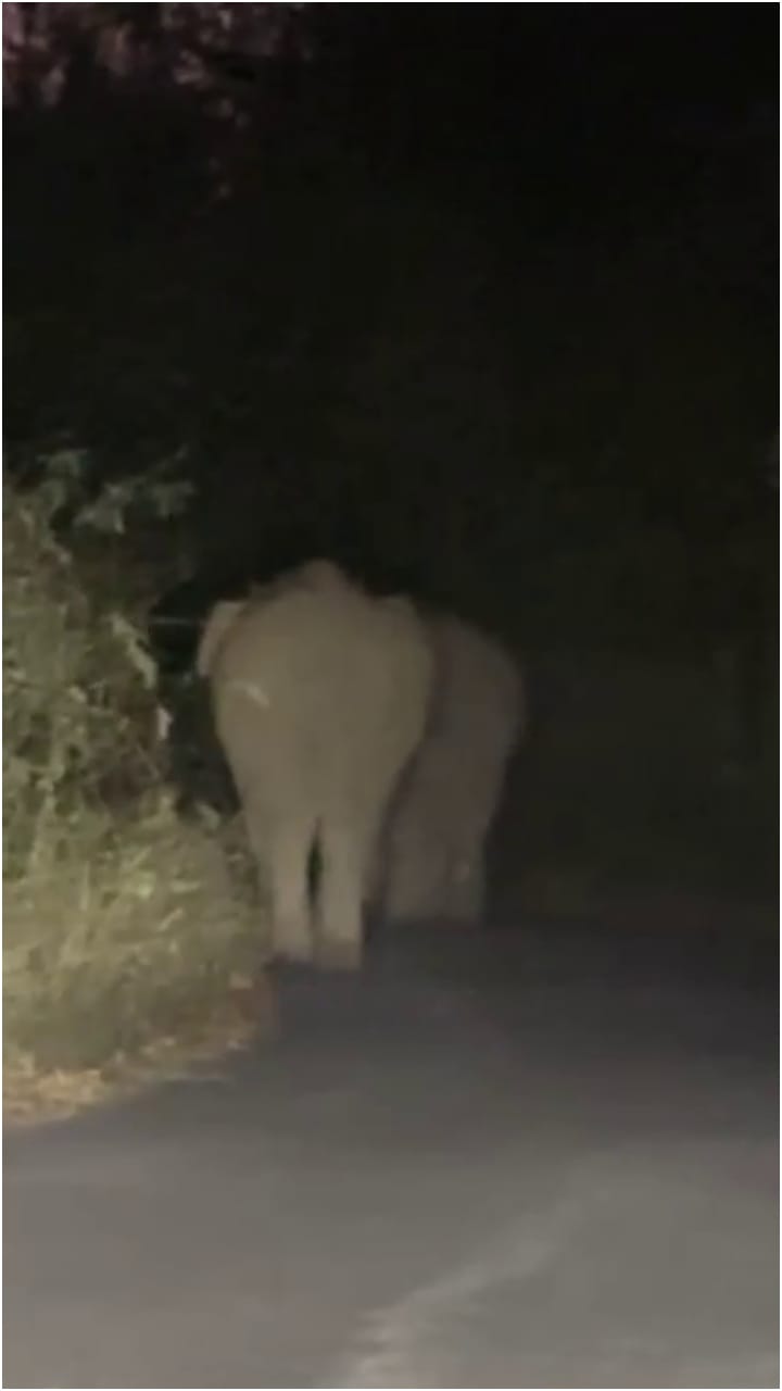 ಬೇಲೂರು: ಕಾಡಾನೆಗಳ ಮಧ್ಯೆ ಸಿಲುಕಿದ್ರೂ ಬೈಕ್ ಸವಾರ ಗ್ರೇಟ್ ಎಸ್ಕೇಪ್