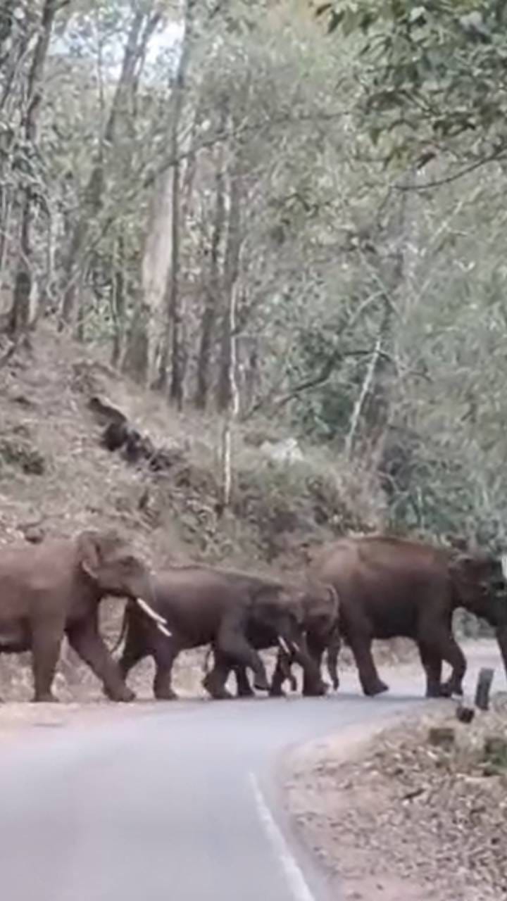 ರಾಜ್ಯ ಹೆದ್ದಾರಿ ದಾಟಿದ ಕಾಡಾನೆಗಳ ಹಿಂಡು