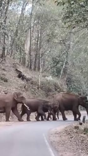 ರಾಜ್ಯ ಹೆದ್ದಾರಿ ದಾಟಿದ ಕಾಡಾನೆಗಳ ಹಿಂಡು