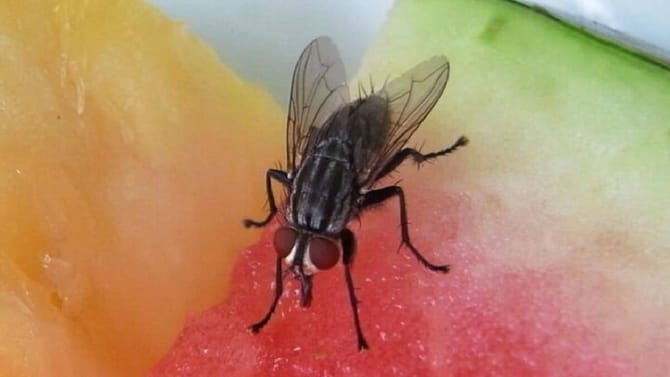 ನೊಣಗಳ ಕಾಟದಿಂದ ಮುಕ್ತಿ ಪಡೆಯಲು ಸಹಕಾರಿ ಈ ಮನೆಮದ್ದುಗಳು