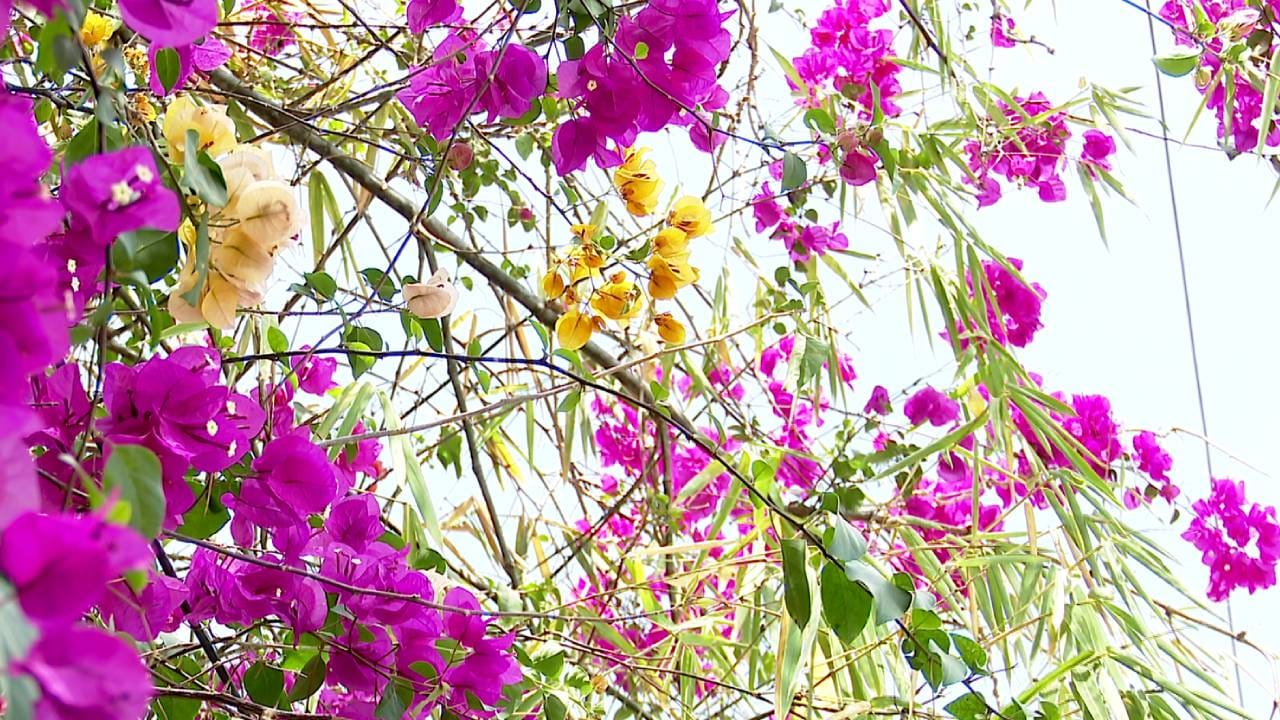 ಉದ್ಯಾನನಗರಿ ತುಂಬೆಲ್ಲಾ ಹಳದಿ ಹಾಗೂ ತಿಳಿ ಗುಲಾಬಿ ಬಣ್ಣದ ಹೂಗಳು ಅರಳಿ ನಿಂತಿವೆ. ಈ ಕಲರ್ ಫುಲ್ ಹೂವಿನಿಂದ ಬೆಂಗಳೂರಿನ ಬ್ಯುಟಿ ದುಪ್ಪಟ್ಟಾಗಿದ್ದು, ಕಣ್ಣಿಗೆ ಹಬ್ಬದಂತಿದೆ. ನಮ್ಮ ಬೆಂಗಳೂರಿನಲ್ಲಿ ಹಳದಿ ಹಾಗೂ ಗುಲಾಬಿ ಬಣ್ಣದ ಕಲರವ ಜೋರಾಗಿದೆ. 
