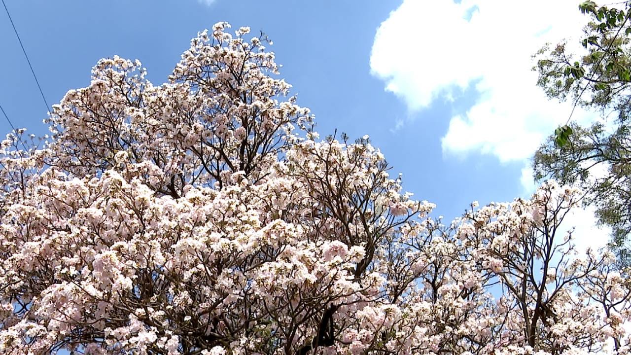 ಹಚ್ಚ ಹಸಿರಿನ ಪ್ರಕೃತಿ ದೇವಿಗೆ ಹಳದಿ ಸೀರೆಯುಟ್ಟಿಸಿ ಮುಡಿಗೆ ಸೊಗಸಾದ ಗುಲಾಬಿ ಬಣ್ಣದ ಹೂವನ್ನ ಮುಡಿಸಿರುವ ಪರಿಯನ್ನ ನೋಡುತ್ತಿದ್ದರೆ ಯಾರ ಮನಸ್ಸು ಕಳೆದು ಹೋಗಲ್ಲ ಹೇಳಿ. ನಿಜಕ್ಕೂ ಈ ಅದ್ಬುತ ದೃಶ್ಯ ನಮ್ಮ ಕಣ್ಣಿಗೆ ಹಬ್ಬ. ಈ ರೀತಿಯ ಕಲರ್‌ಫುಲ್‌ ಹೂಗಳಿಂದಲೇ ಉದ್ಯಾನನಗರಿಯ ಸೌಂದರ್ಯಕ್ಕೆ ಮತ್ತಷ್ಟು ಮೆರಗು ಬಂದಿದೆ. 
