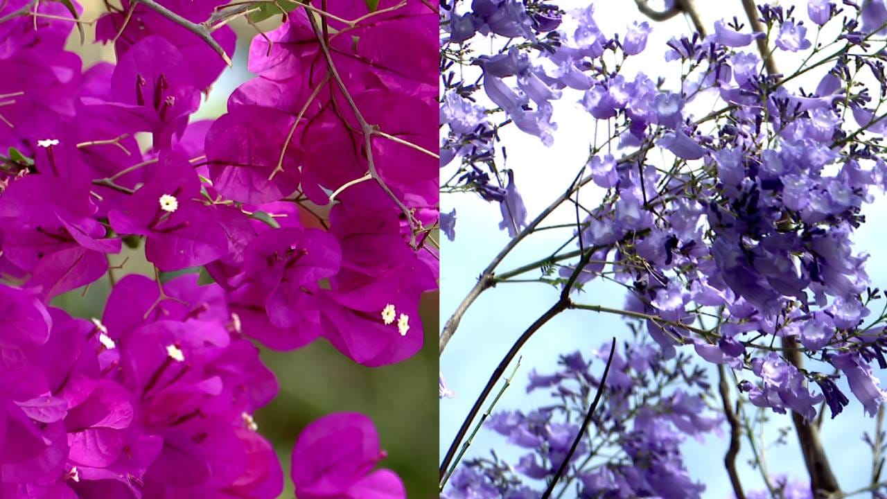 ಸದ್ಯ ಬೆಂಗಳೂರಿನಲ್ಲಿ ಹಳದಿ ಹಾಗೂ ಗುಲಾಬಿ ಬಣ್ಣದ ಹೂಗಳು ಅರಳಿ ನಿಂತ್ತಿವೆ. ಕೊಳವೆ ಆಕಾರದಲ್ಲಿ ಕಾಣುವ ಗುಲಾಬಿ ಬಣ್ಣದ ಹೂವನ್ನ ಟಬುಬಿಯಾ ರೋಸುಯಾ ಪಿಂಕ್ ಪೋಯ್‌ ಅಂತ ಕರೆಯಲಾಗಿತ್ತೆ. ಹಳದಿ ಬಣ್ಣದ ಹೂಗಳನ್ನ ಯೆಲ್ಲೋ ಟ್ರಂಪೆಟ್ ಪ್ಲವರ್ ಅಂತ ಕರೆಯಲಾಗುತ್ತೆ. ವಿಶೇಷತೆ ಅಂದರೆ ಮರದಲ್ಲಿ ಎಲೆಗಳು ವಿರಳವಾಗಿದ್ದು, ಸಂಪೂರ್ಣವಾಗಿ ಹೂಗಳಿಂದ ತುಂಬಿರುತ್ತವೆ.
