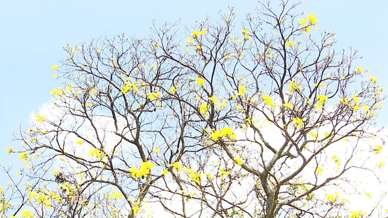 ಬೆಂಗಳೂರಿನ ರಸ್ತೆಗಳಲ್ಲಿ, ಕಬ್ಬನ್ ಪಾರ್ಕ್, ಲಾಲ್‌ಬಾಗ್ ಸೇರಿದಂತೆ ಅನೇಕ ಪಾರ್ಕ್‌ಗಳಲ್ಲಿ ಈ ಚಂದದ ಹೂಗಳನ್ನ ನೋಡಬಹುದಾಗಿದೆ. ಅಲಂಕಾರಿಕ ದೃಷ್ಟಿಯಿಂದ ಅನೇಕ ಕಡೆ ಗಿಡ ಮರಗಳನ್ನ ಬೆಳೆಸಲಾಗಿದ್ದು, ಜನರು ಕೂಡ ಕಲರ್ ಫುಲ್ ಹೂಗಳ ನಡುವೆ ಫೋಟೋ ಕ್ಲಿಕಿಸಿಕೊಂಡು ಖುಷಿ ಪಟ್ಟರು.
