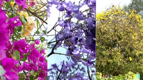 ನೋಡ ನೋಡ ಎಷ್ಟು ಚಂದ ಅಲಾ: ಬೆಂಗಳೂರಿನಲ್ಲಿ ಸದ್ಯ ಹೂಗಳದ್ದೇ ದರ್ಬಾರ್