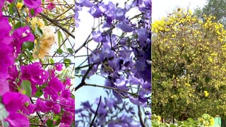 ನೋಡ ನೋಡ ಎಷ್ಟು ಚಂದ ಅಲಾ: ಉದ್ಯಾನ ನಗರಿ ಬೆಂಗಳೂರಿನಲ್ಲಿ ಹೂಗಳದ್ದೇ ದರ್ಬಾರ್