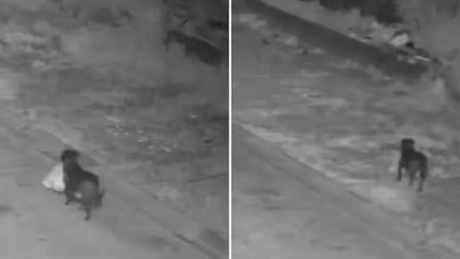 ಕಸ ಎಸೆಯಲು ನಾಯಿಗೆ ಟ್ರೈನಿಂಗ್ ಕೊಟ್ಟ ಮಾಲೀಕ