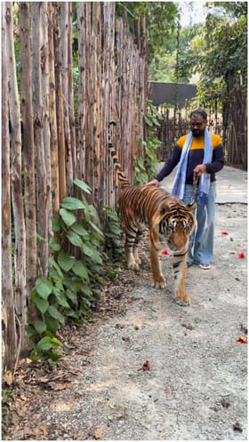 ಹುಲಿ ಜೊತೆ ವಾಕಿಂಗ್ ಮಾಡಿದ ಗೋಲ್ಡ್ ಸುರೇಶ್